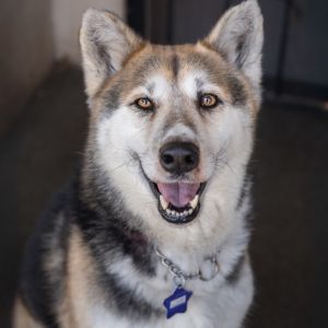 Meet Luna Tamale the ultimate loyal lovebug This affectionate girl thrives on companionship and pe