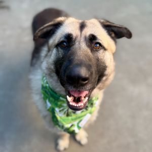 Charlie the Brave Shepherd Dog