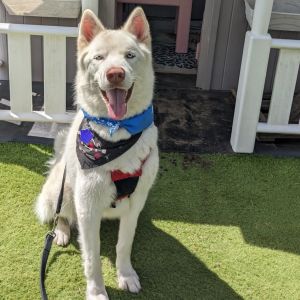 Kota Husky Dog
