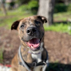 Bheem is a 55-pound-Brindle mix with loads of puppy energy Like many young dogs Bheem is very frien