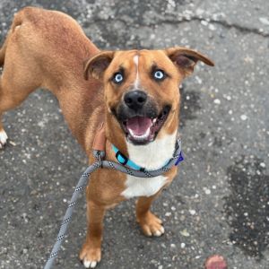 Prince is a 45-pound just-over-a-year-old bundle of love who is ready to find his forever home Thi