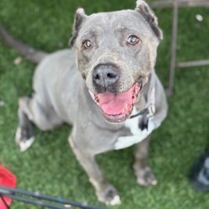 Meet happy-go-lucky Louise Shes a 50-pound-sweetheart with a sideways wiggle that will make you gi