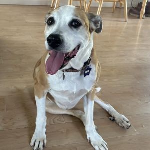 Hazel Mixed Breed Dog