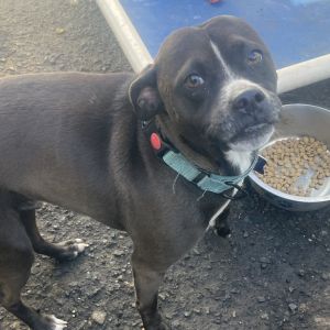 Bentley is a 5 year old dog who came to Rocket Dog with his pal Nala They love each other