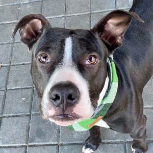 Meet Mack the ultimate wigglebutt and cuddlebug This smart and playful boy thrives on love and com