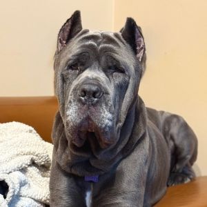 Meet Murdock Your Future Gentle Giant and Loyal Companion Are you searching for a big-hearted extr