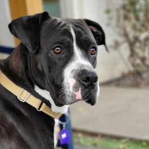 Arlo is a 60-pound mixed breed with a heart as big as his goofy smile This affectionate boy absolut