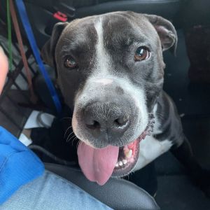 Arlo is a 75-pound mixed breed with a heart as big as his goofy smile This affectionate boy absolut