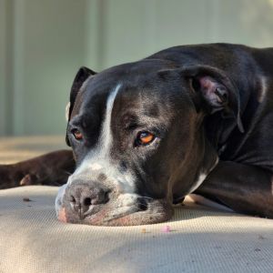 Arlo Mixed Breed Dog