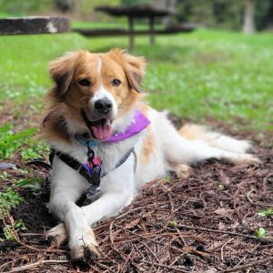 Bako is a beautiful young dog who would like nothing else than to be your outdoor adventure buddy W