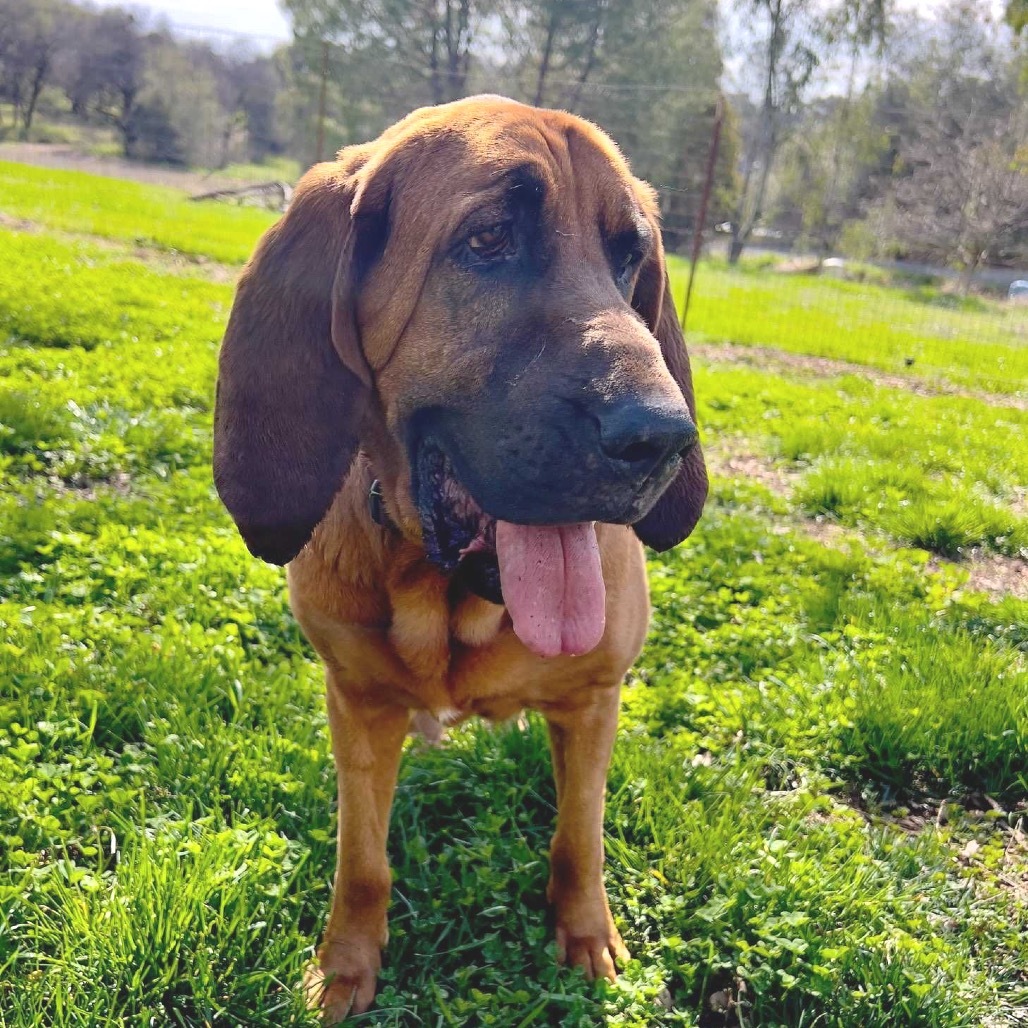 Lee Lou, an adoptable Bloodhound in San Francisco, CA, 94110 | Photo Image 1