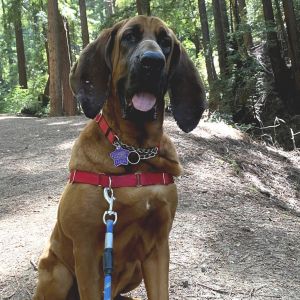 Lee Lou is a 95-pound Bloodhound with a big heart to match the size of her ears Shes a sweet