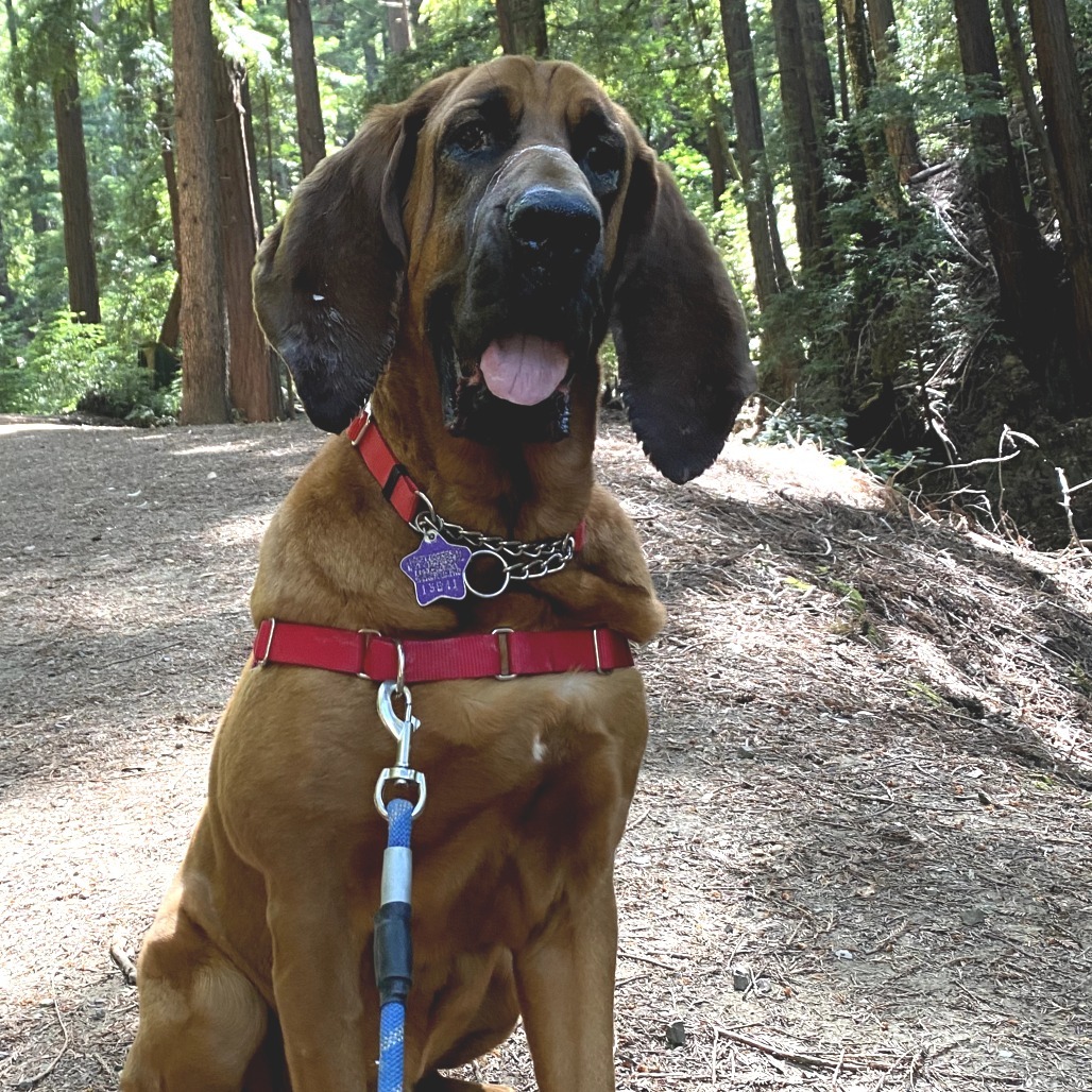 Lee Lou, an adoptable Bloodhound in San Francisco, CA, 94110 | Photo Image 1