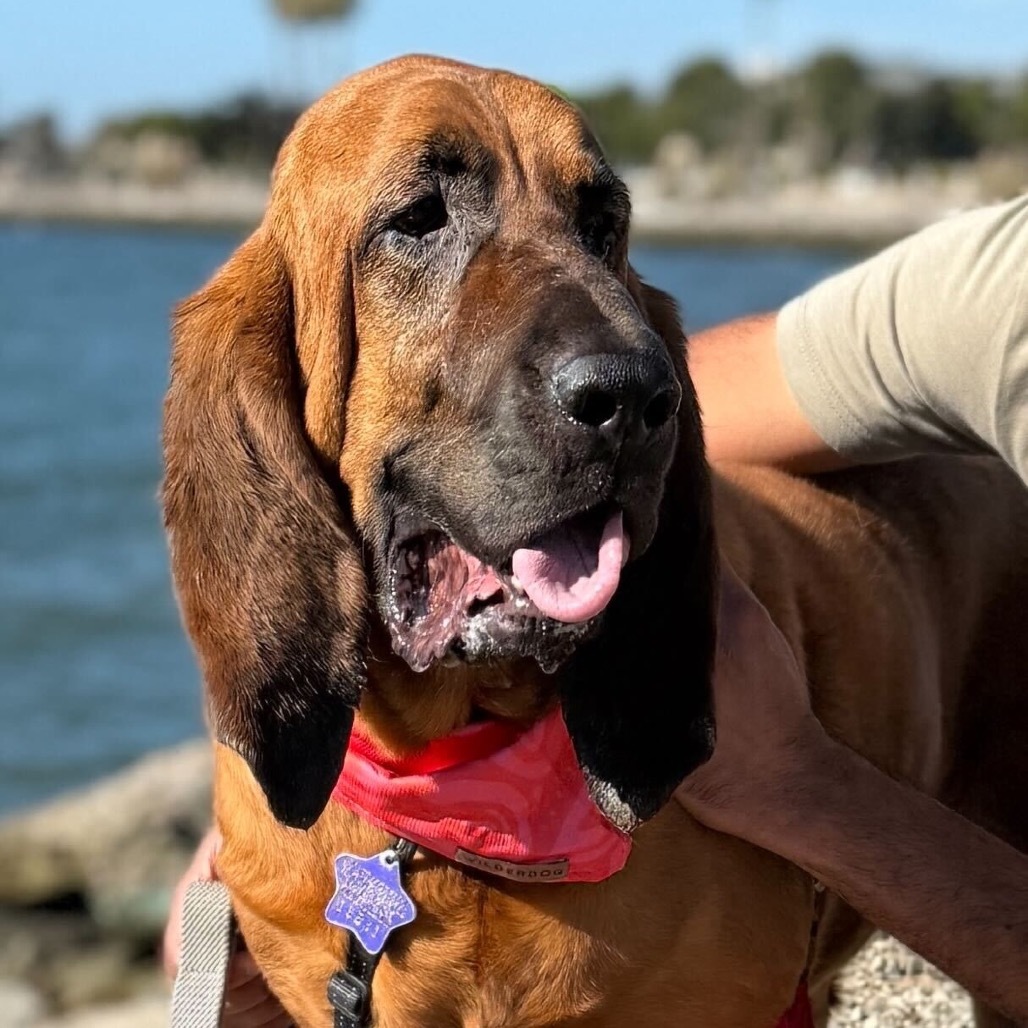 Lee Lou, an adoptable Bloodhound in San Francisco, CA, 94110 | Photo Image 1