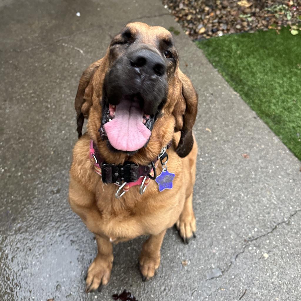 Lee Lou, an adoptable Bloodhound in San Francisco, CA, 94110 | Photo Image 2