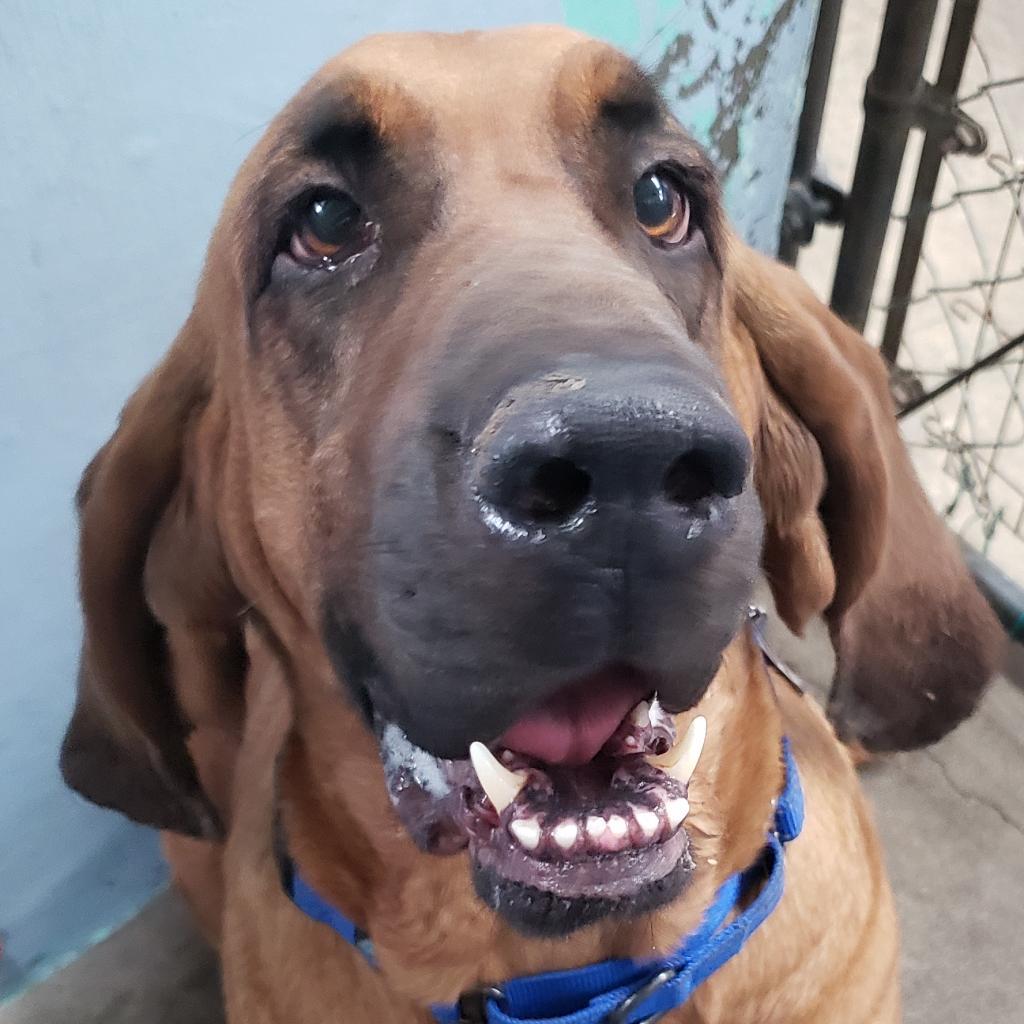Lee Lou, an adoptable Bloodhound in San Francisco, CA, 94110 | Photo Image 2