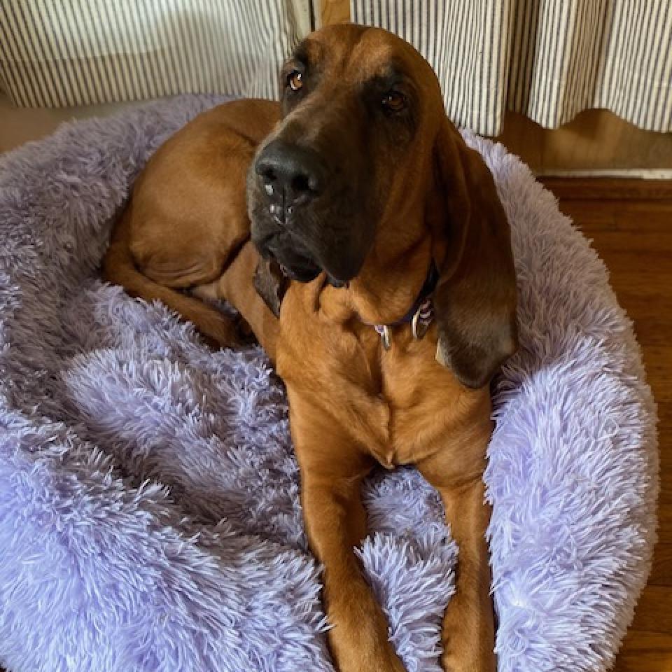 Lee Lou, an adoptable Bloodhound in San Francisco, CA, 94110 | Photo Image 3