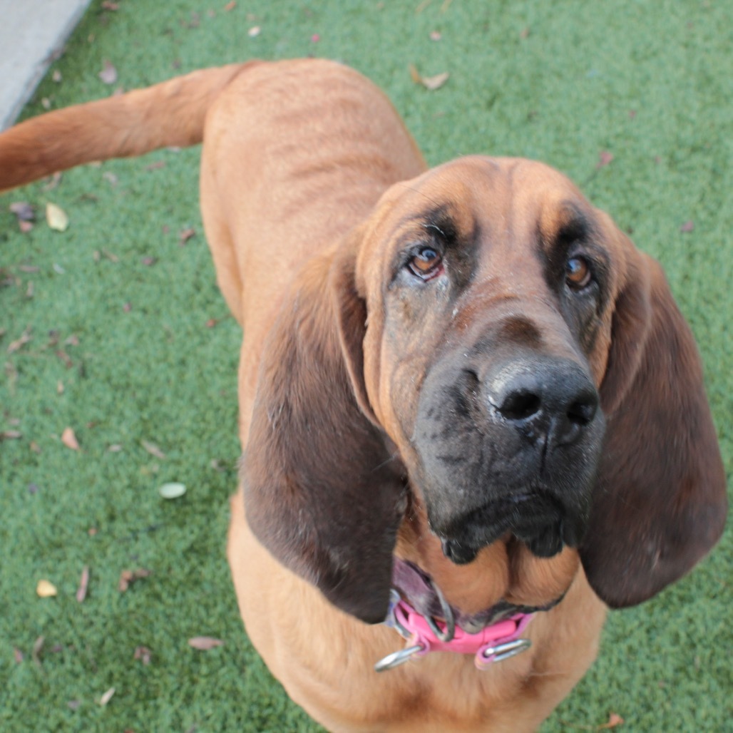 Lee Lou, an adoptable Bloodhound in San Francisco, CA, 94110 | Photo Image 3