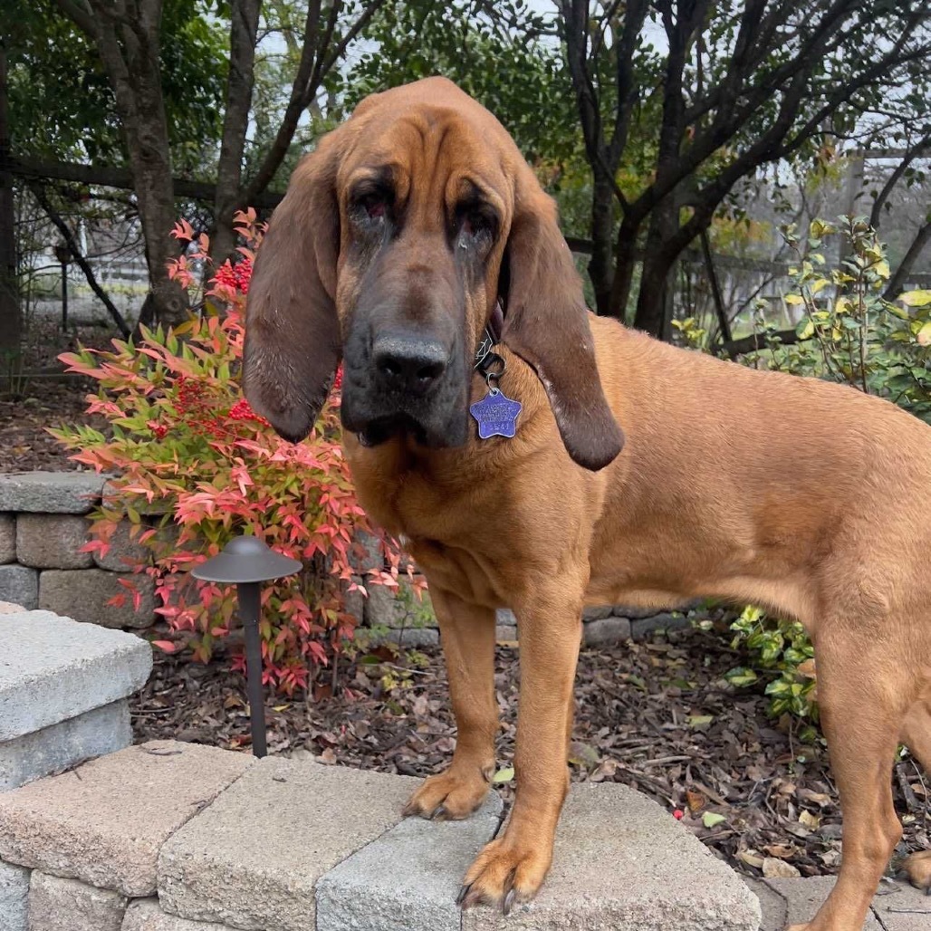 Lee Lou, an adoptable Bloodhound in San Francisco, CA, 94110 | Photo Image 4