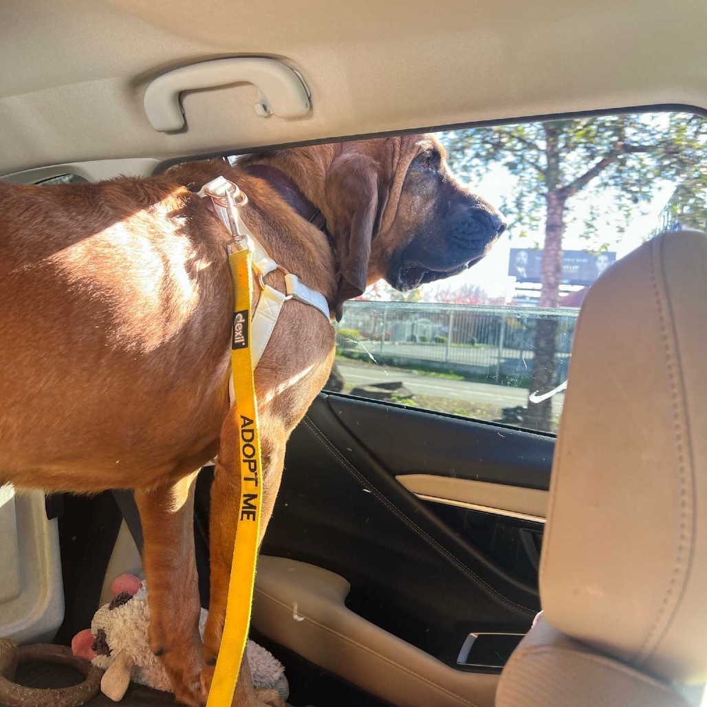 Lee Lou, an adoptable Bloodhound in San Francisco, CA, 94110 | Photo Image 5