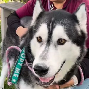 Tatum Husky Dog