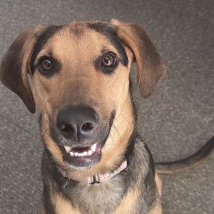 Jack is a super sweet big puppy looking for a forever home Weighing in at around 85 lbs Jack is