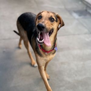 Jack is a super sweet big puppy looking for a forever home Weighing in at around 85 lbs Jack is