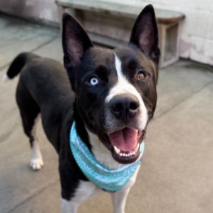 Dax Mixed Breed Dog