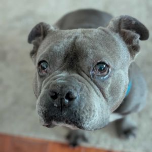 Piglet Pit Bull Terrier Dog