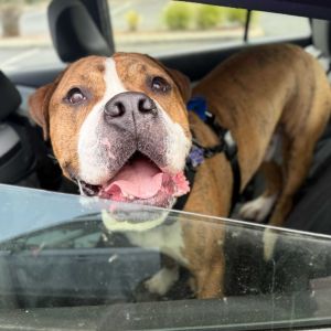 Meet Umbrella This handsome 72-pound young adult is looking for a loving home With his charming bl