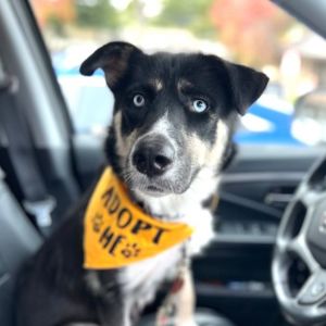 Meet Akasha Akasha has thrived in her fabulous foster home with other dogs and older kids Shes an