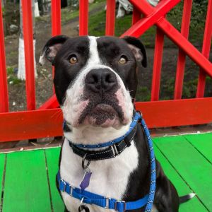 Say hello to Paw Walker an affectionate and loving sweetheart ready for his forever home This smar