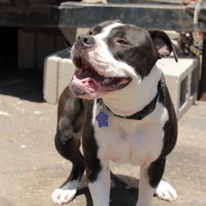 Say hello to Paw Walker an affectionate and loving sweetheart ready for his forever home This smar
