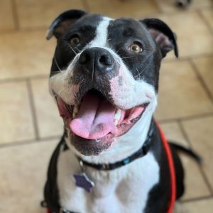 Paw Walker Mixed Breed Dog