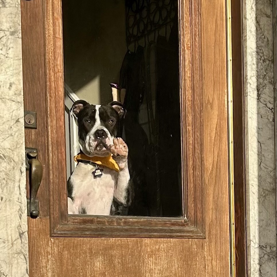 Paw Walker