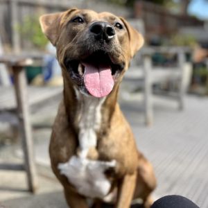 Meet Max a 1-2 year-old 45-pound darling boy He thrives on human company and loves to shower you 
