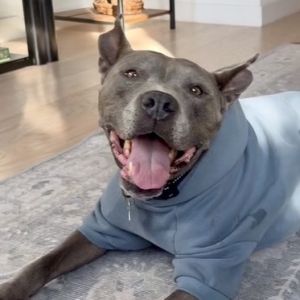Lorelei Pit Bull Terrier Dog