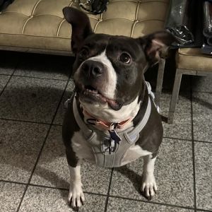 Nala is an extremely sweet 6 year old dog who came to Rocket Dog with her friend Bentley She weighs