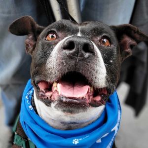 Nala Pit Bull Terrier Dog