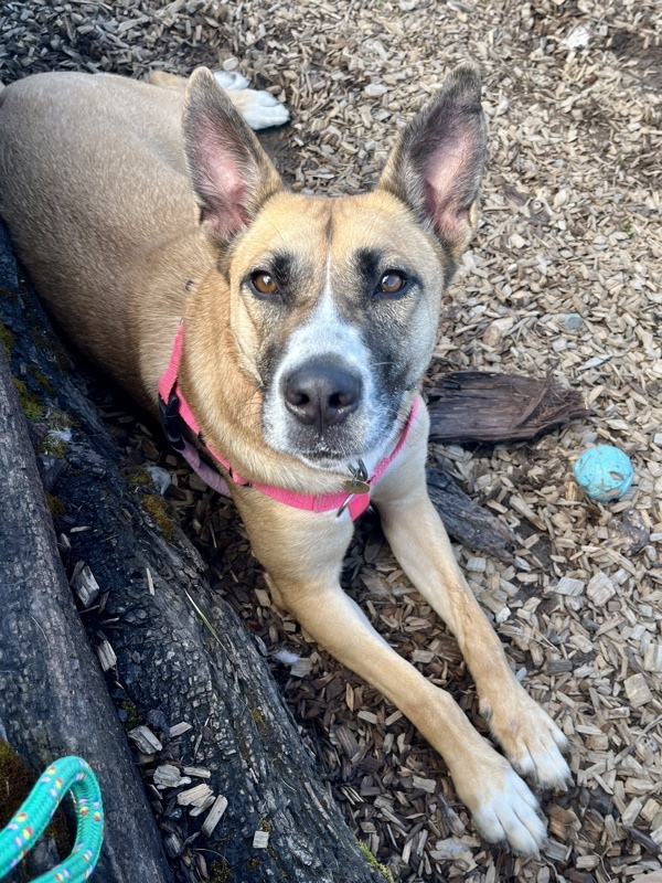 Bestie, an adoptable Shepherd, Mixed Breed in Santa Rosa, CA, 95401 | Photo Image 1