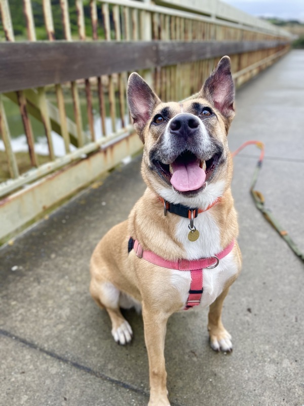 Athena, an adoptable Shepherd, Mixed Breed in Santa Rosa, CA, 95401 | Photo Image 1