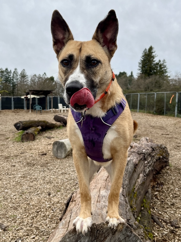 Bestie, an adoptable Shepherd, Mixed Breed in Santa Rosa, CA, 95401 | Photo Image 2