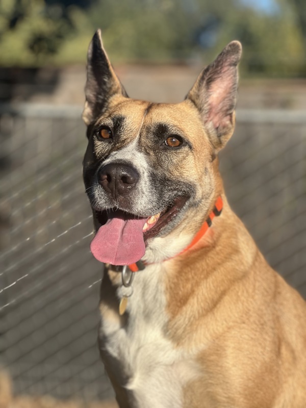 Athena, an adoptable Shepherd, Mixed Breed in Santa Rosa, CA, 95401 | Photo Image 2