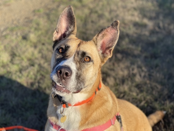 Athena, an adoptable Shepherd, Mixed Breed in Santa Rosa, CA, 95401 | Photo Image 3