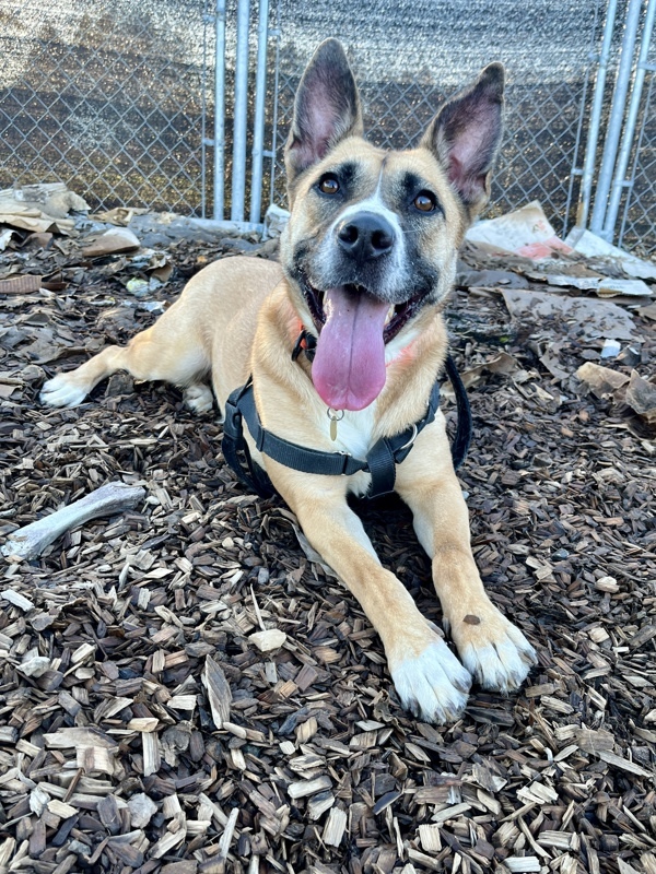 Bestie, an adoptable Shepherd, Mixed Breed in Santa Rosa, CA, 95401 | Photo Image 4