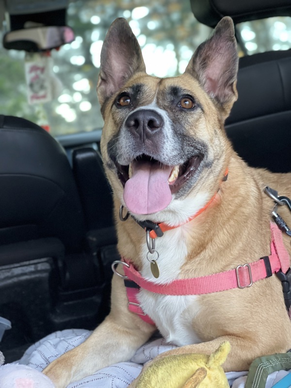 Athena, an adoptable Shepherd, Mixed Breed in Santa Rosa, CA, 95401 | Photo Image 4