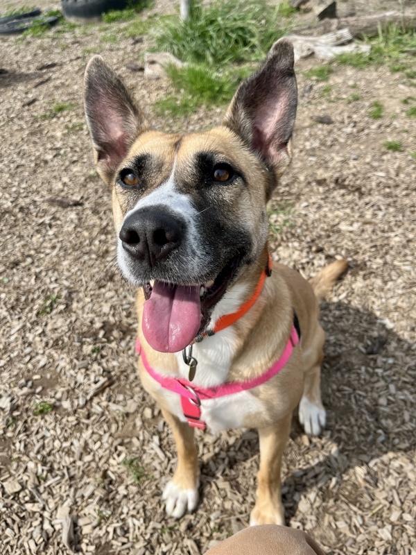 Bestie, an adoptable Shepherd, Mixed Breed in Santa Rosa, CA, 95401 | Photo Image 5