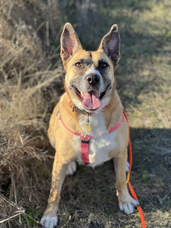 Athena, an adoptable Shepherd, Mixed Breed in Santa Rosa, CA, 95401 | Photo Image 5