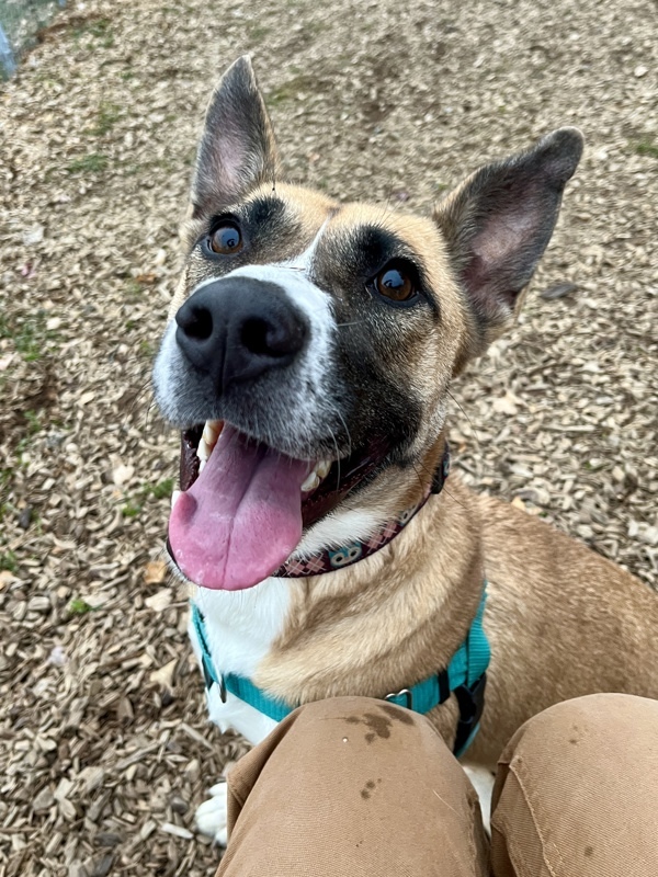 Bestie, an adoptable Shepherd, Mixed Breed in Santa Rosa, CA, 95401 | Photo Image 6
