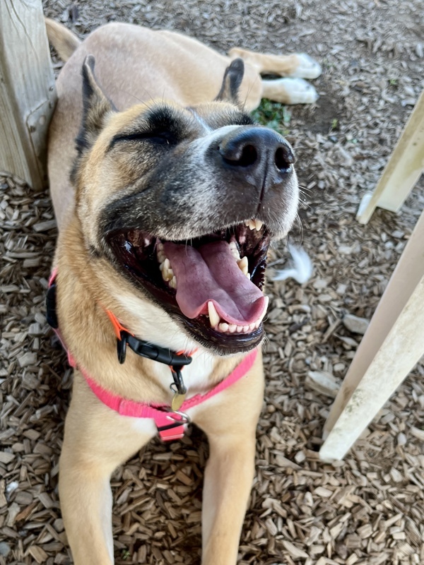 Athena, an adoptable Shepherd, Mixed Breed in Santa Rosa, CA, 95401 | Photo Image 6